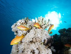 Anthias and sunburst taken at Sharksbay with E300. by Nikki Van Veelen 